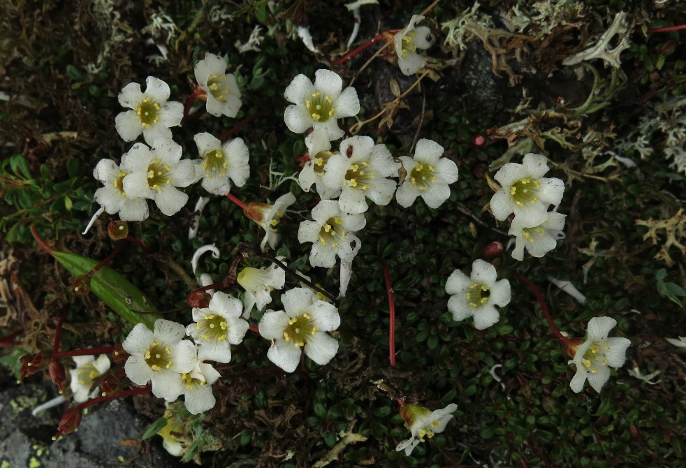 Изображение особи Diapensia obovata.