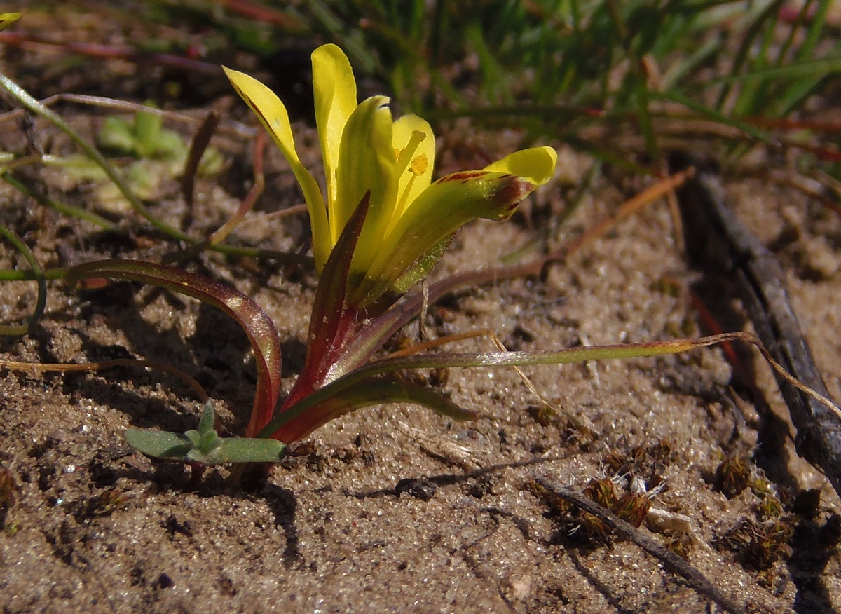 Image of Gagea bohemica specimen.