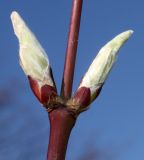Acer japonicum. Часть побега с проснувшимися почками ('Aconitifolium'). Германия, г. Дюссельдорф, Ботанический сад университета. 10.03.2014.