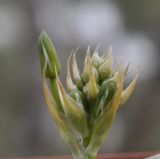 Ornithogalum montanum