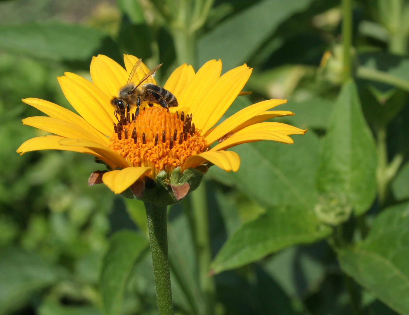 Изображение особи Heliopsis helianthoides ssp. scabra.