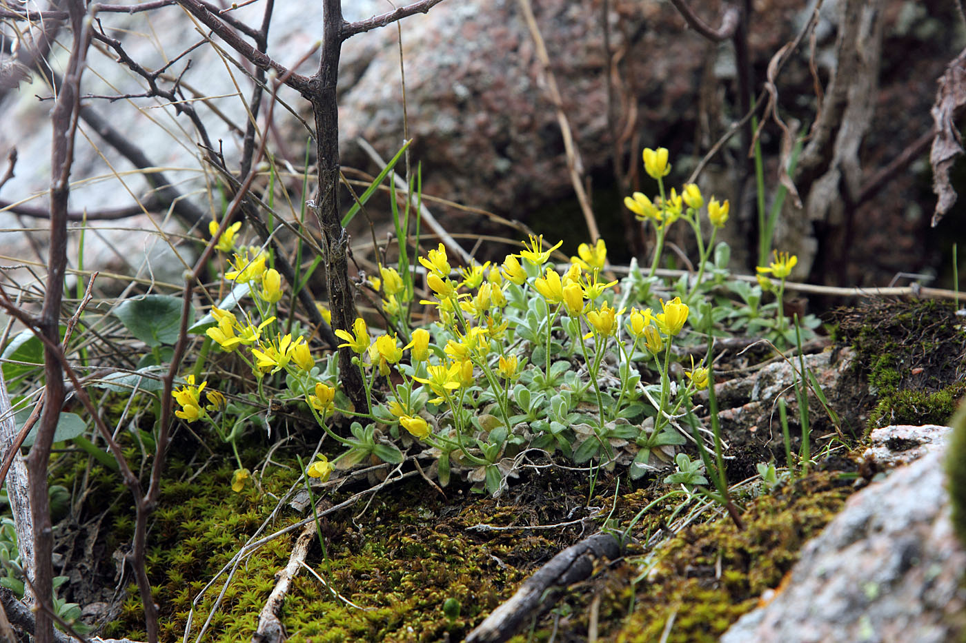 Image of Draba arseniewii specimen.