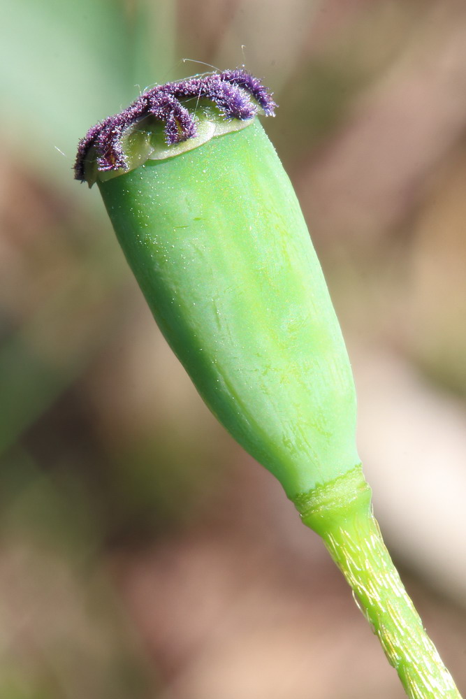 Image of genus Papaver specimen.