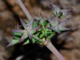 Damasonium alisma