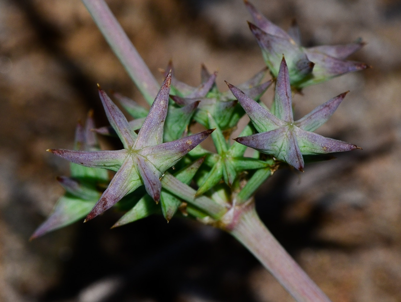 Изображение особи Damasonium alisma.