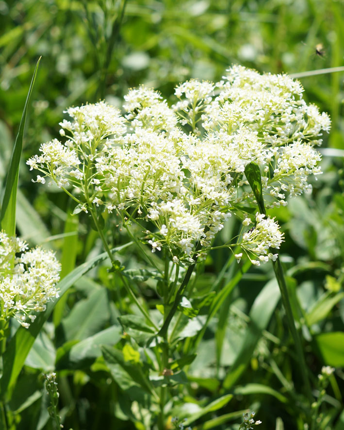 Image of Cardaria draba specimen.