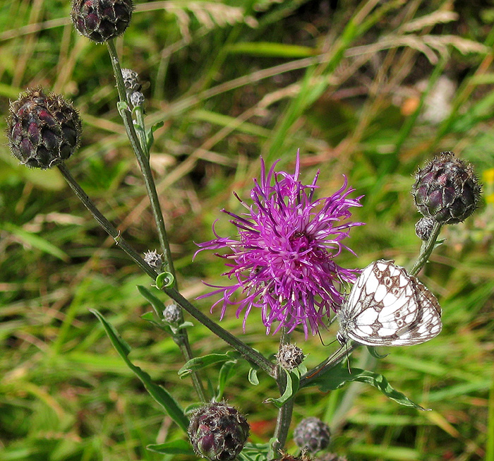 Изображение особи Centaurea scabiosa.