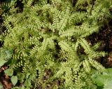 Adiantum pedatum