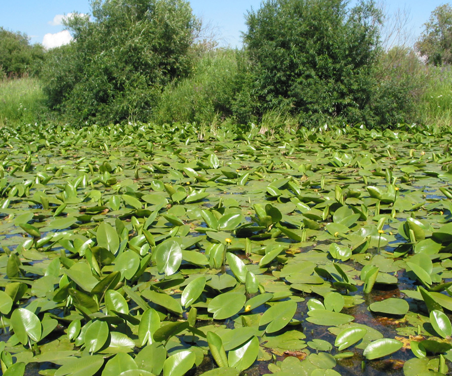 Image of Nuphar lutea specimen.