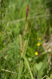 Carex acutiformis