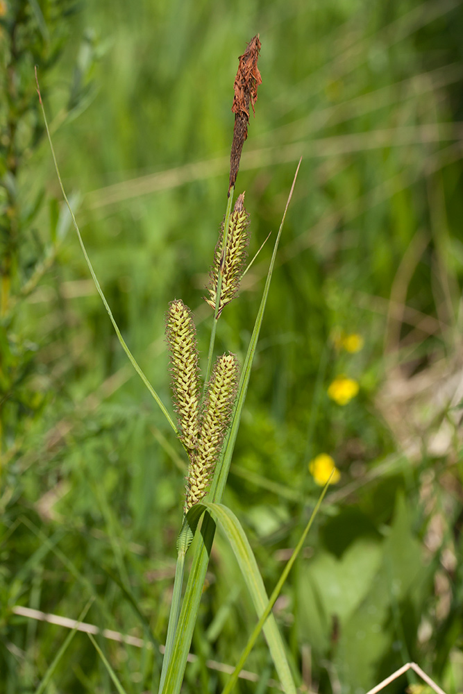 Изображение особи Carex acutiformis.