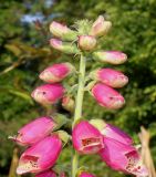 Digitalis purpurea. Верхняя часть соцветия с бутонами и раскрывающимися цветками. Германия, г. Дюссельдорф, Ботанический сад университета. 02.06.2014.