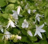 Campanula garganica. Цветки и бутоны ('Silberregen'). Германия, г. Дюссельдорф, Ботанический сад университета. 02.06.2014.
