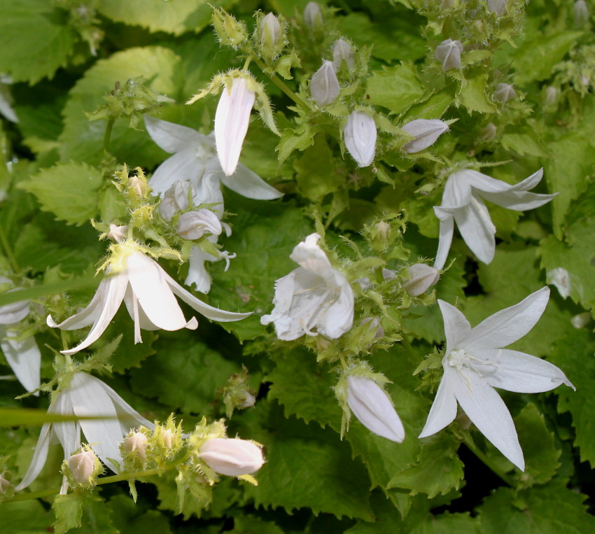 Изображение особи Campanula garganica.