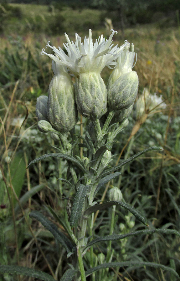 Изображение особи Jurinea stoechadifolia.