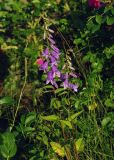 Campanula rapunculoides