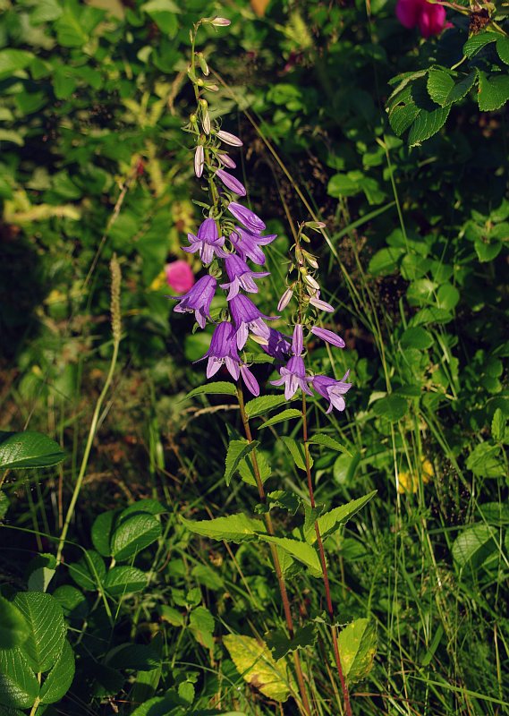 Image of Campanula rapunculoides specimen.