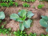 Brassica oleracea разновидность capitata. Молодое растение на грядке. Московская обл., Сергиево-Посадский р-н, Абрамцево, мини-ферма в гостиничном комплексе. 08.06.2014.