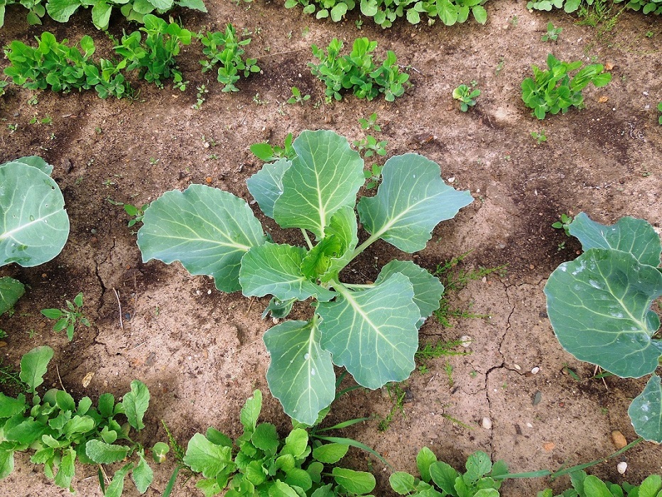 Изображение особи Brassica oleracea var. capitata.