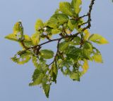 Carpinus turczaninowii. Ветка с повреждёными листьями. Германия, г. Дюссельдорф, Ботанический сад университета. 03.06.2014.