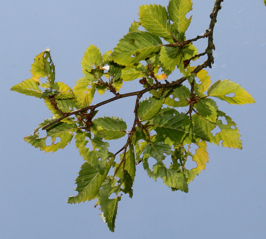 Изображение особи Carpinus turczaninowii.