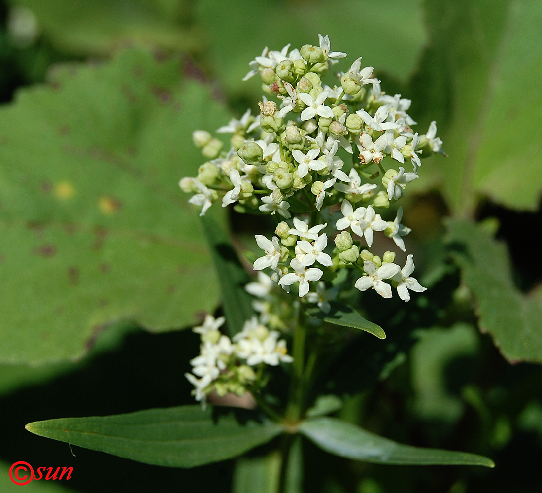 Изображение особи Galium boreale.