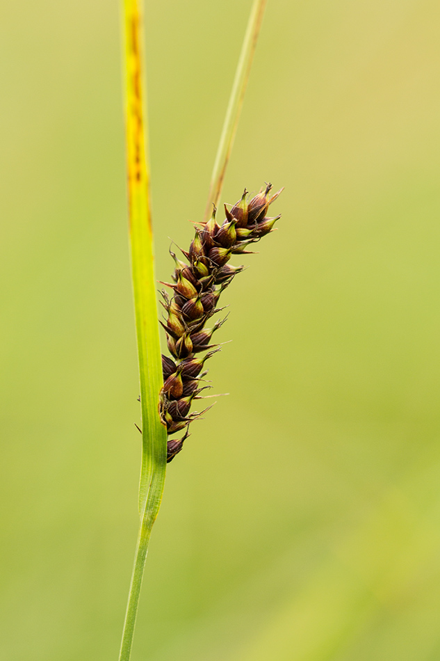 Изображение особи Carex melanostachya.
