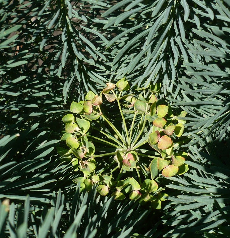 Изображение особи Euphorbia cyparissias.