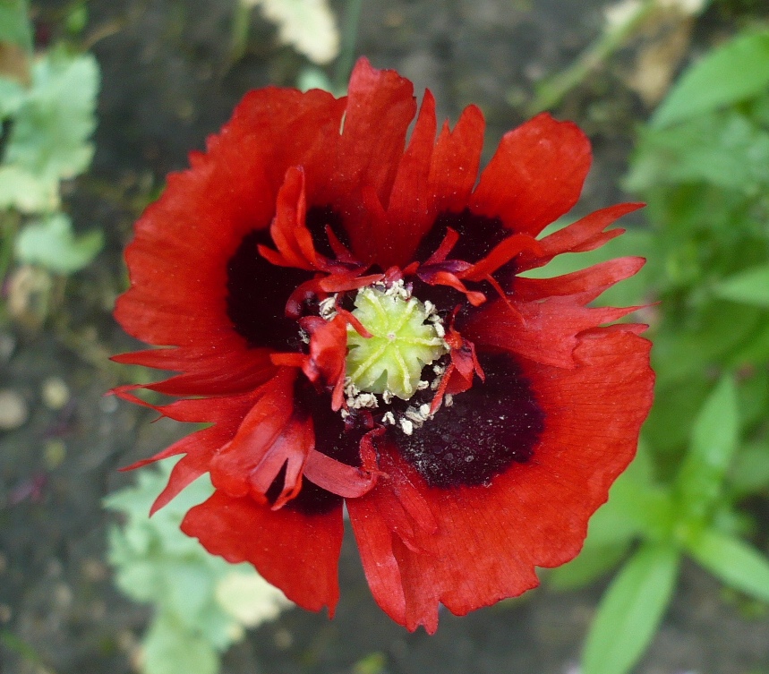 Изображение особи Papaver somniferum.