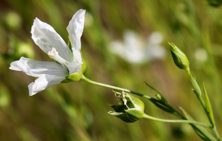 Изображение особи Linum usitatissimum.