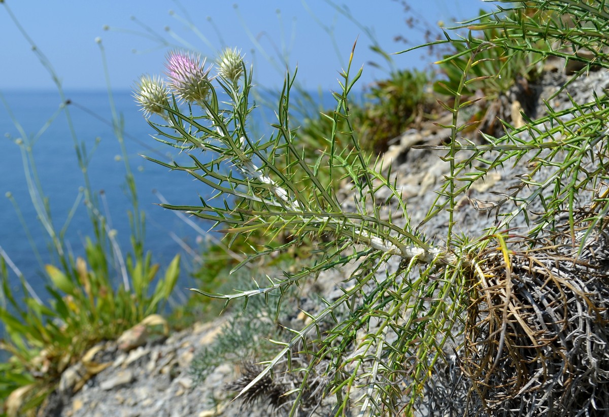 Изображение особи Lamyra echinocephala.