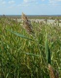 Phragmites australis. Верхушка плодоносящего растения. Архангельская обл., Онежский р-н, устье р. Унежмы. Август 2014 г.