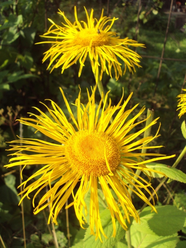 Изображение особи Telekia speciosa.