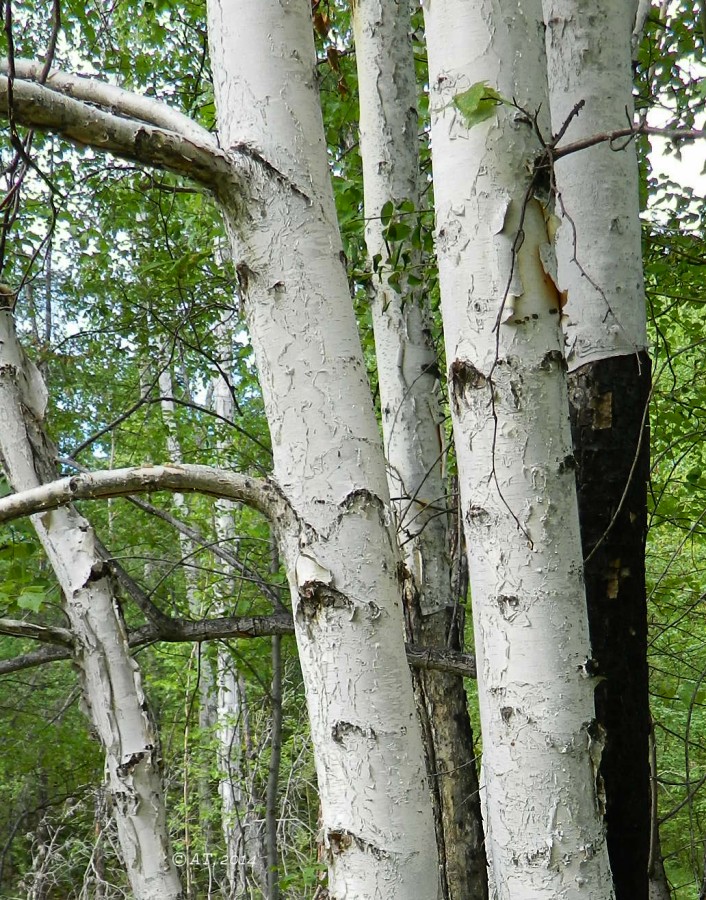 Изображение особи Betula pendula.