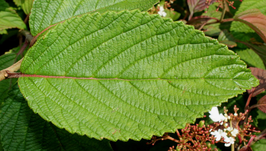 Image of Viburnum plicatum specimen.