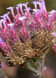 Verbena bonariensis