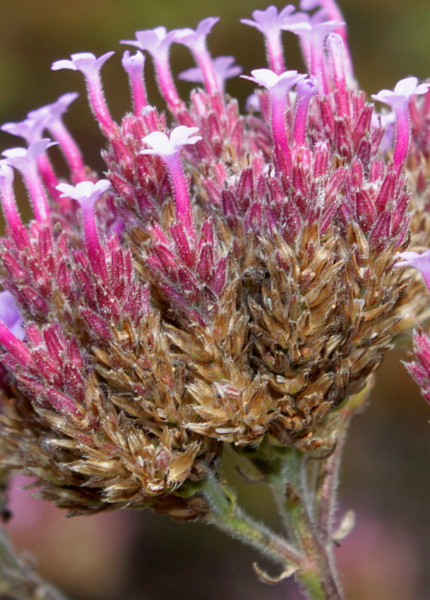 Изображение особи Verbena bonariensis.