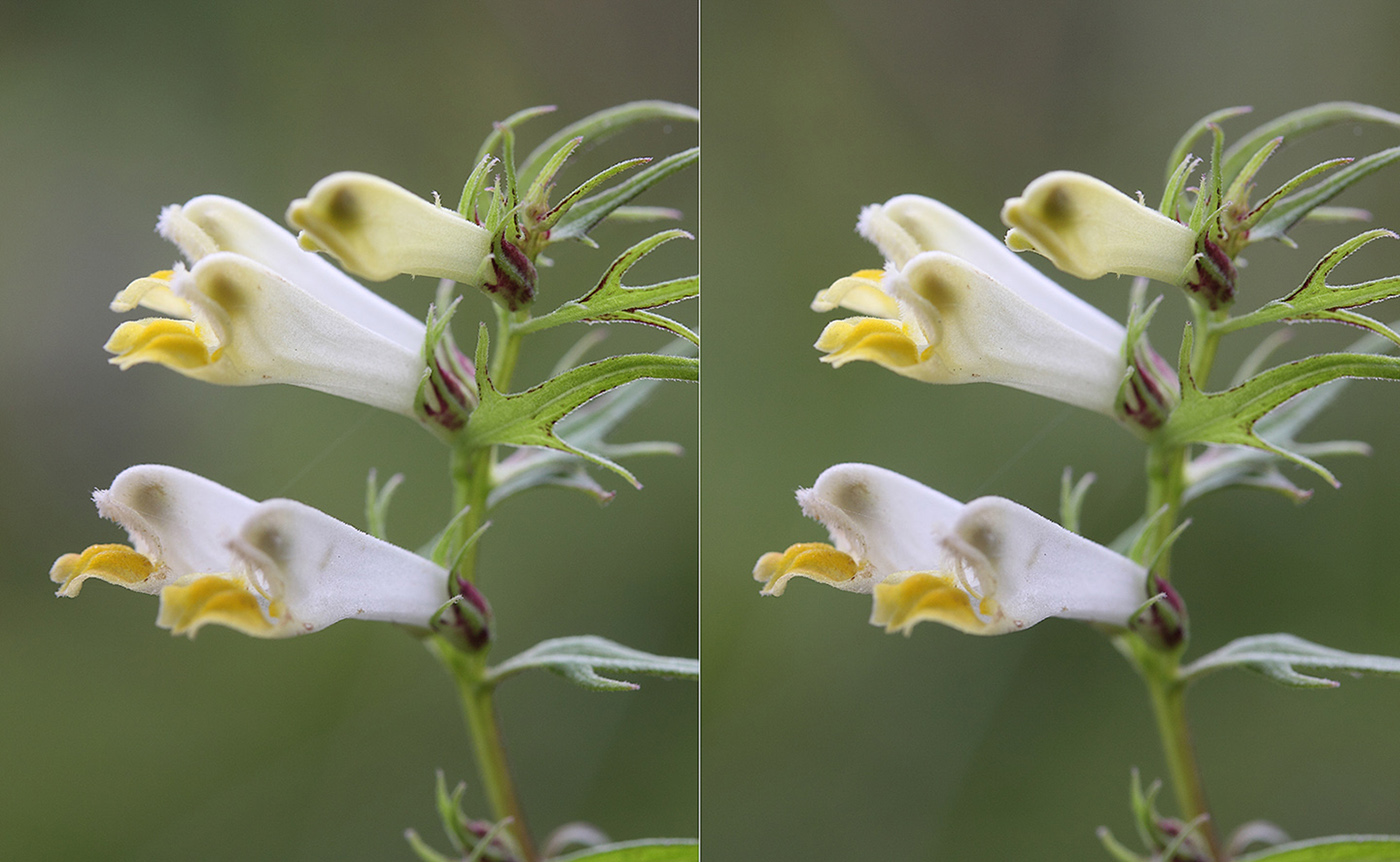 Image of Melampyrum laciniatum specimen.