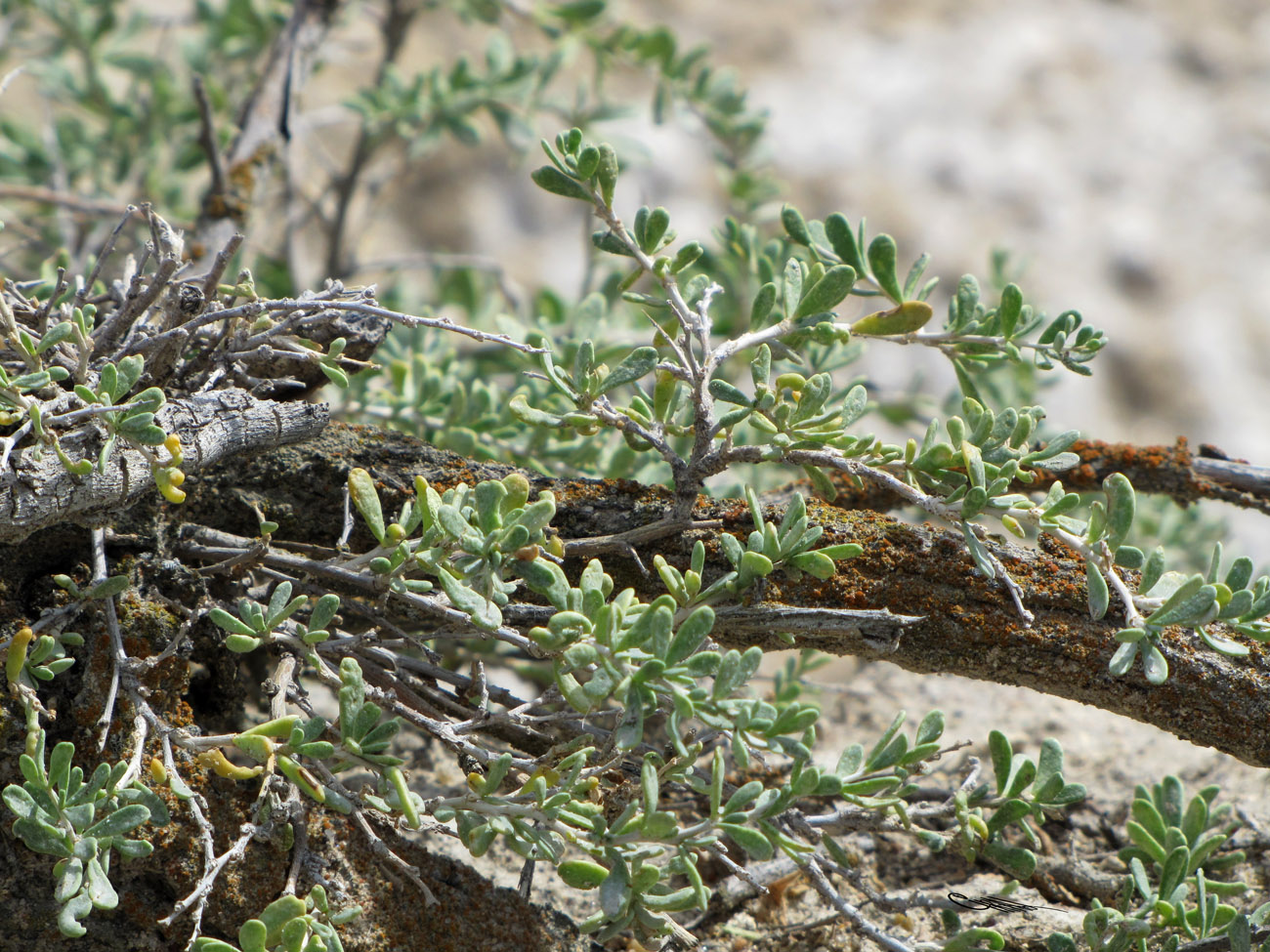 Image of Nitraria sibirica specimen.