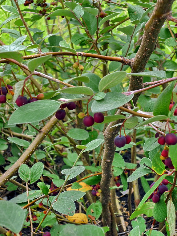 Image of Cotoneaster melanocarpus specimen.