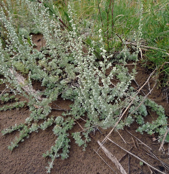 Image of Artemisia frigida specimen.