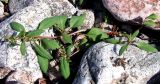 Atriplex kuzenevae. Плодоносящее растение на супралиторали. Кольский п-ов, Восточный Мурман, пос. Дальние Зеленцы, губа Ярнышная. 20.08.2009.