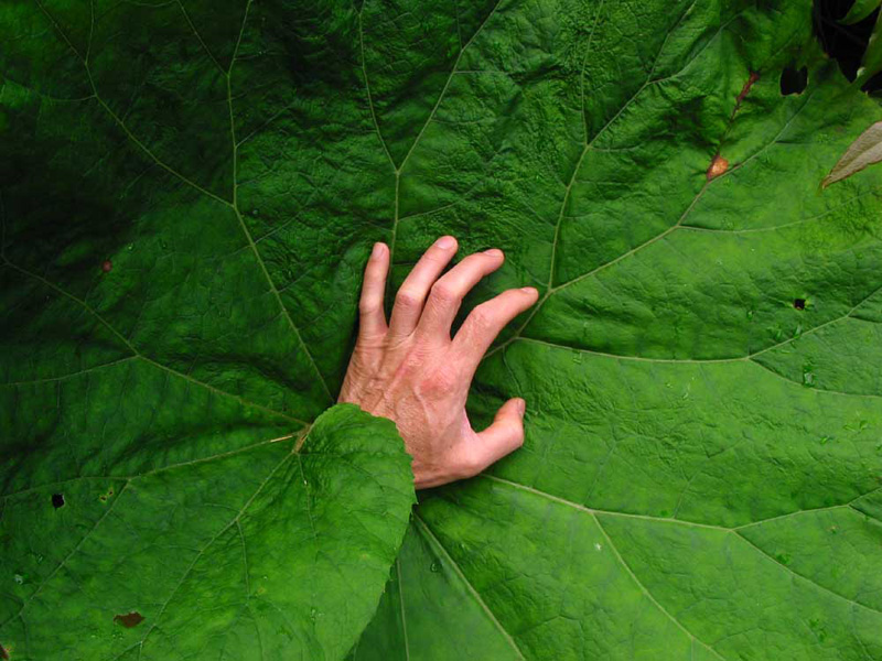 Image of Petasites amplus specimen.