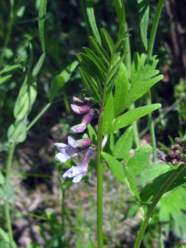 Image of Vicia sepium specimen.