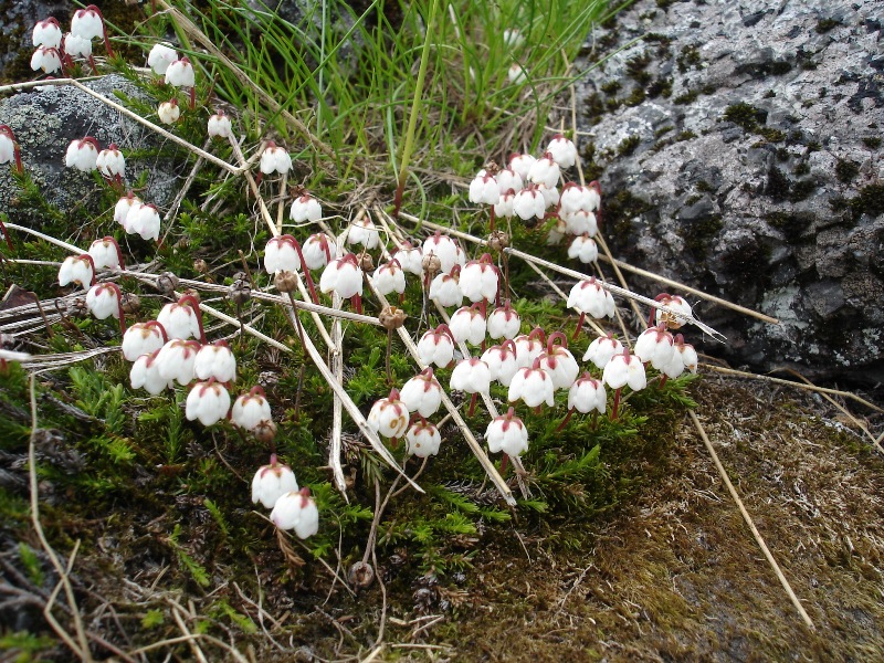 Изображение особи Harrimanella hypnoides.