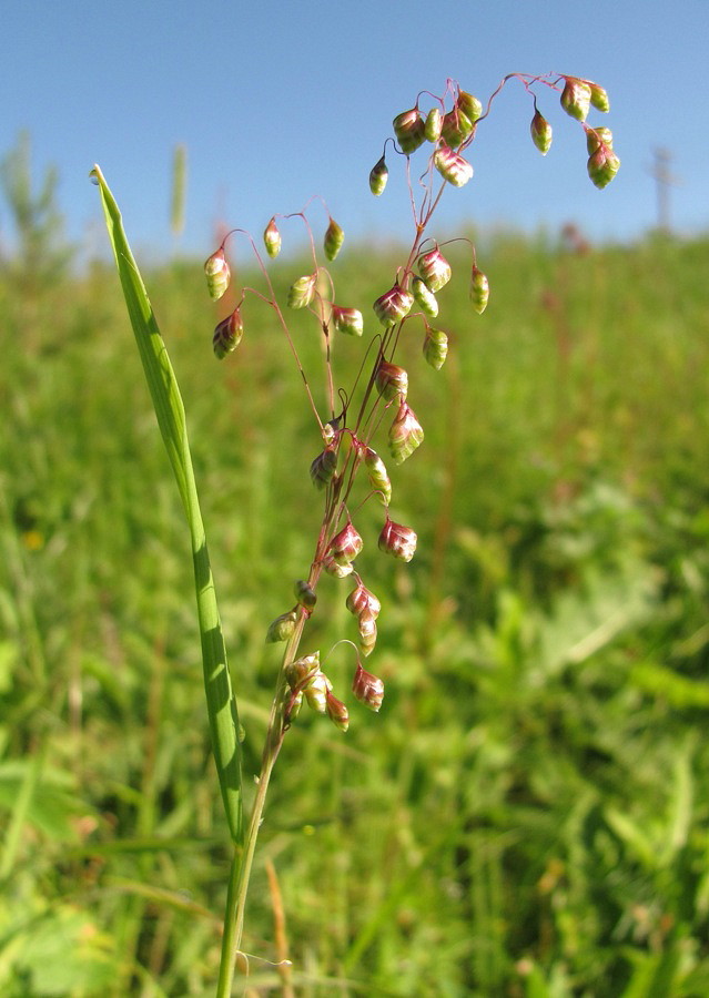 Image of Briza media specimen.