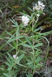 Trifolium разновидность albiflorum