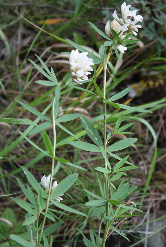 Изображение особи Trifolium lupinaster var. albiflorum.