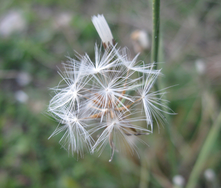 Изображение особи Chondrilla juncea.