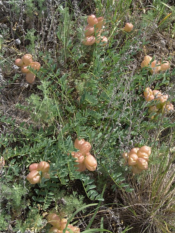 Изображение особи Astragalus physodes.